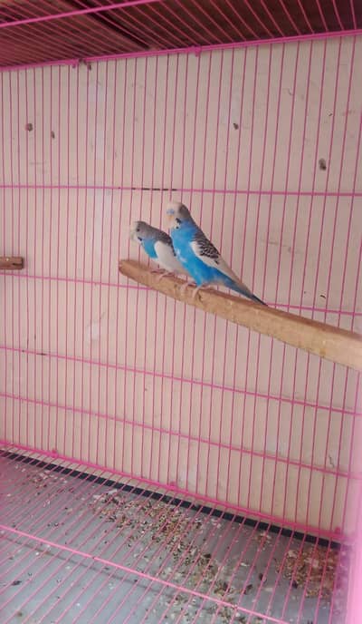 Budgie's Pair's and cage's