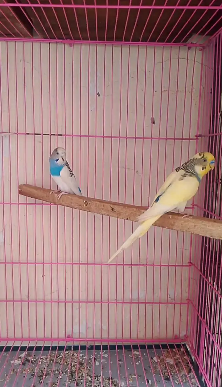Budgie's Pair's and cage's — photo 2