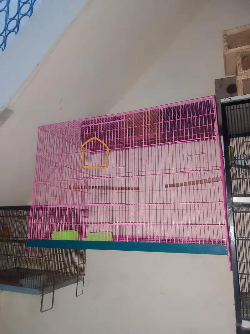 Budgie's Pair's and cage's — photo 4