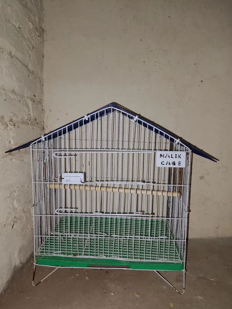 Budgie's Pair's and cage's — photo 5