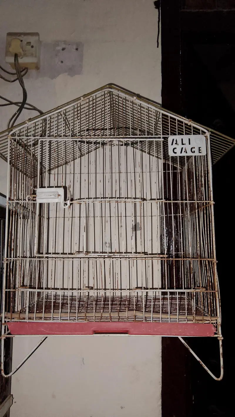 Budgie's Pair's and cage's — photo 6