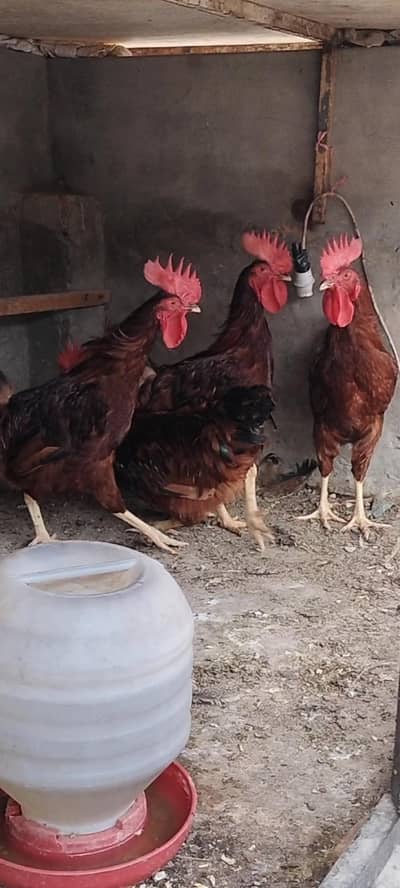 rhoad island red rir male foresale