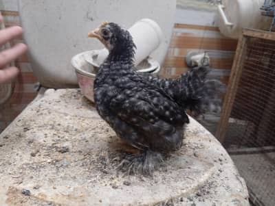 coco bantam pair available