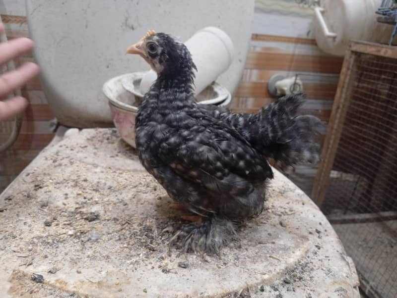 coco bantam pair available 0