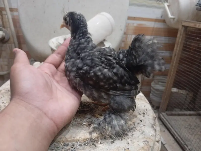 coco bantam pair available — photo 2