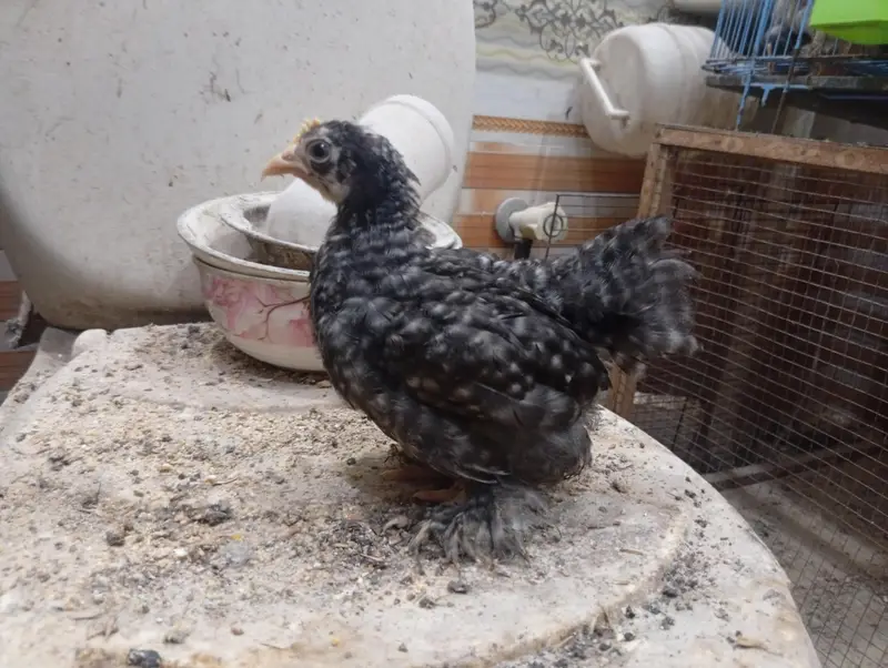coco bantam pair available — photo 3