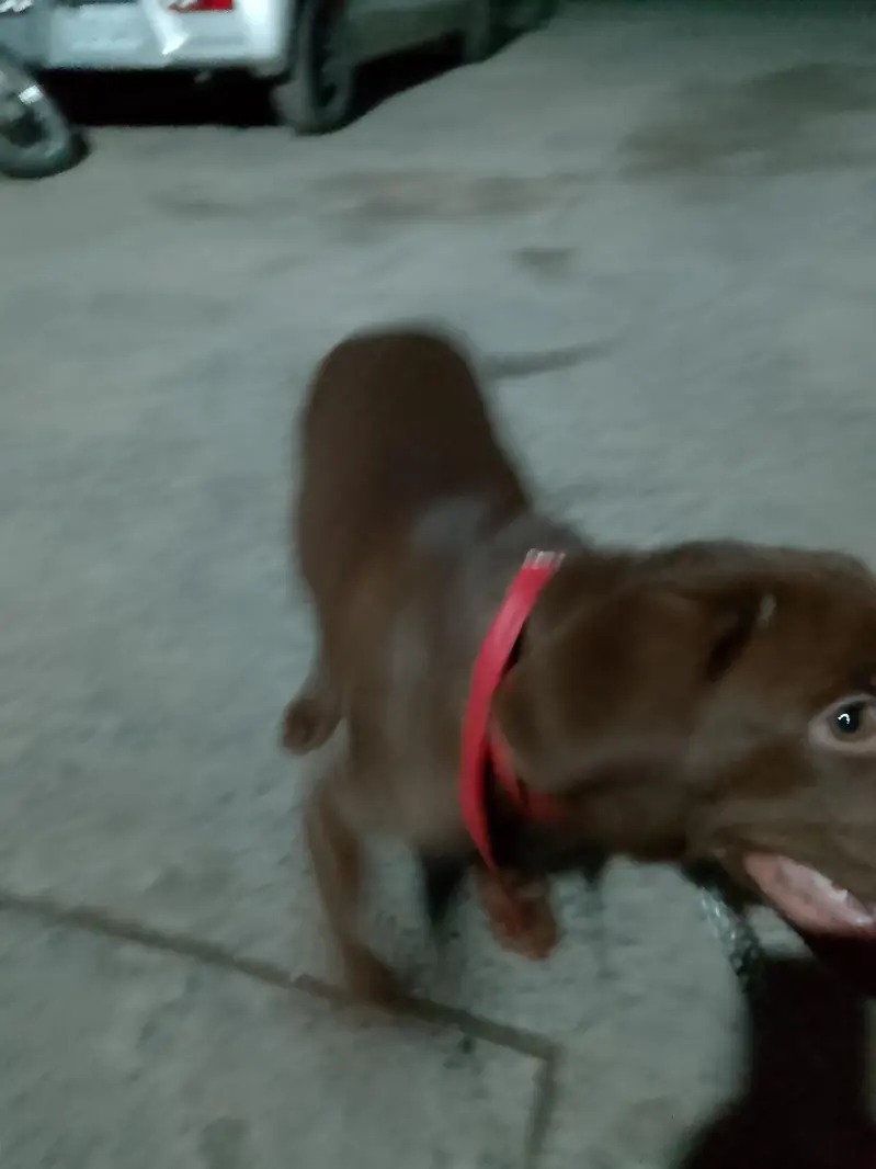chocolate lab 3 months old vaccinated — photo 3