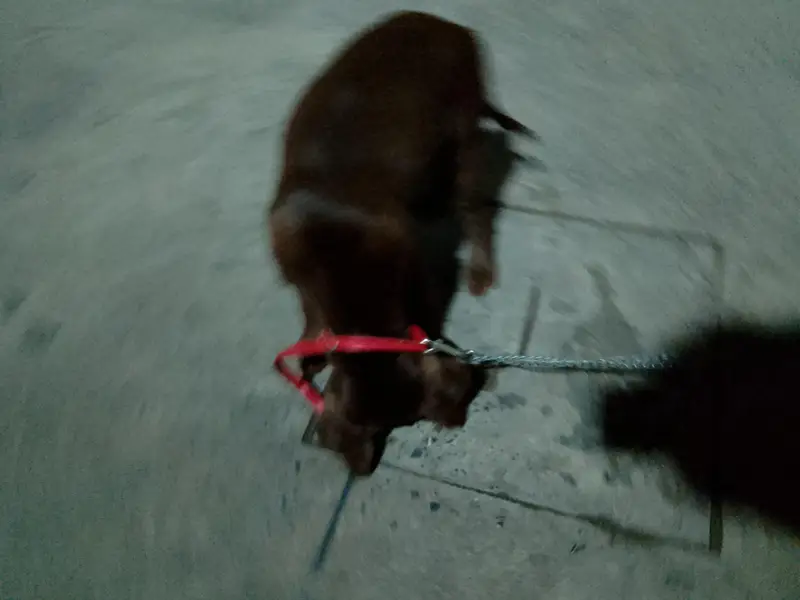 chocolate lab 3 months old vaccinated — photo 4