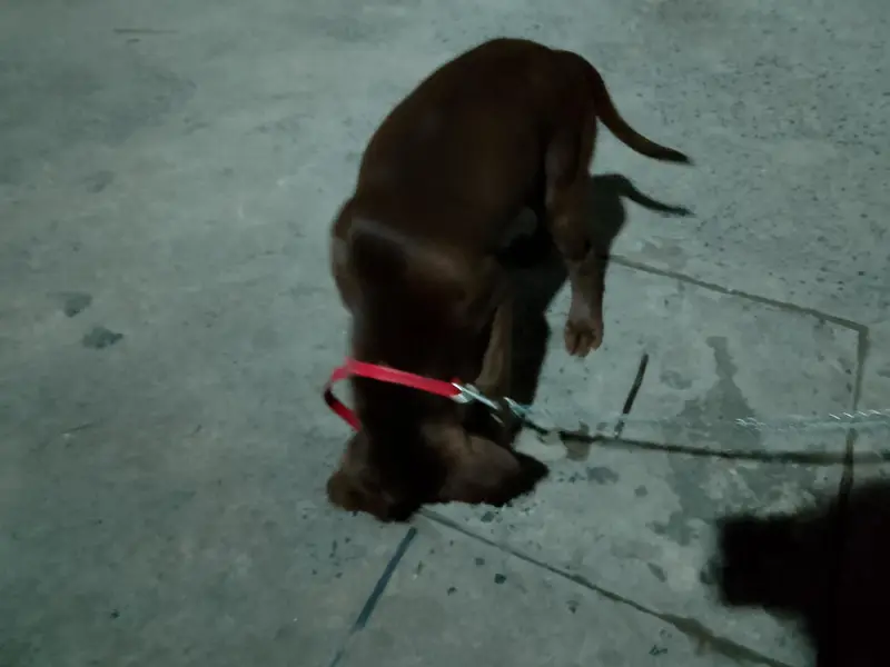 chocolate lab 3 months old vaccinated — photo 5