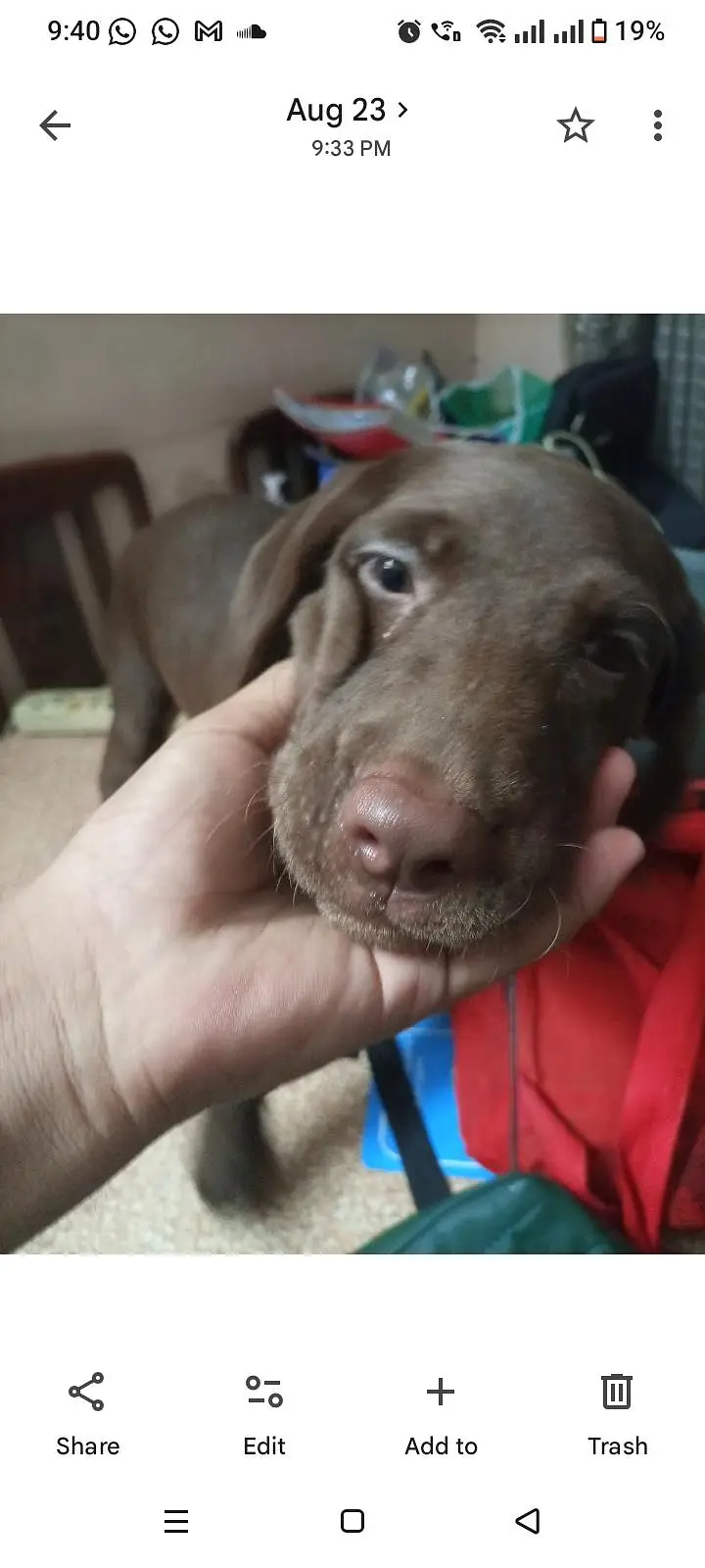 chocolate lab 3 months old vaccinated — photo 8