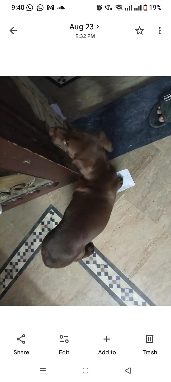 chocolate lab 3 months old vaccinated — photo 9