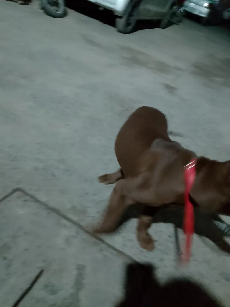 chocolate lab 3 months old vaccinated — photo 10