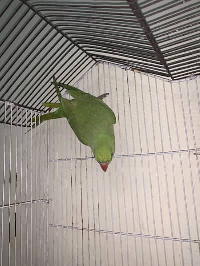 Parrot female hay urgent sale hay 03239944153