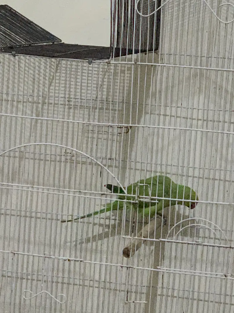 Parrot female hay urgent sale hay 03239944153 — photo 2