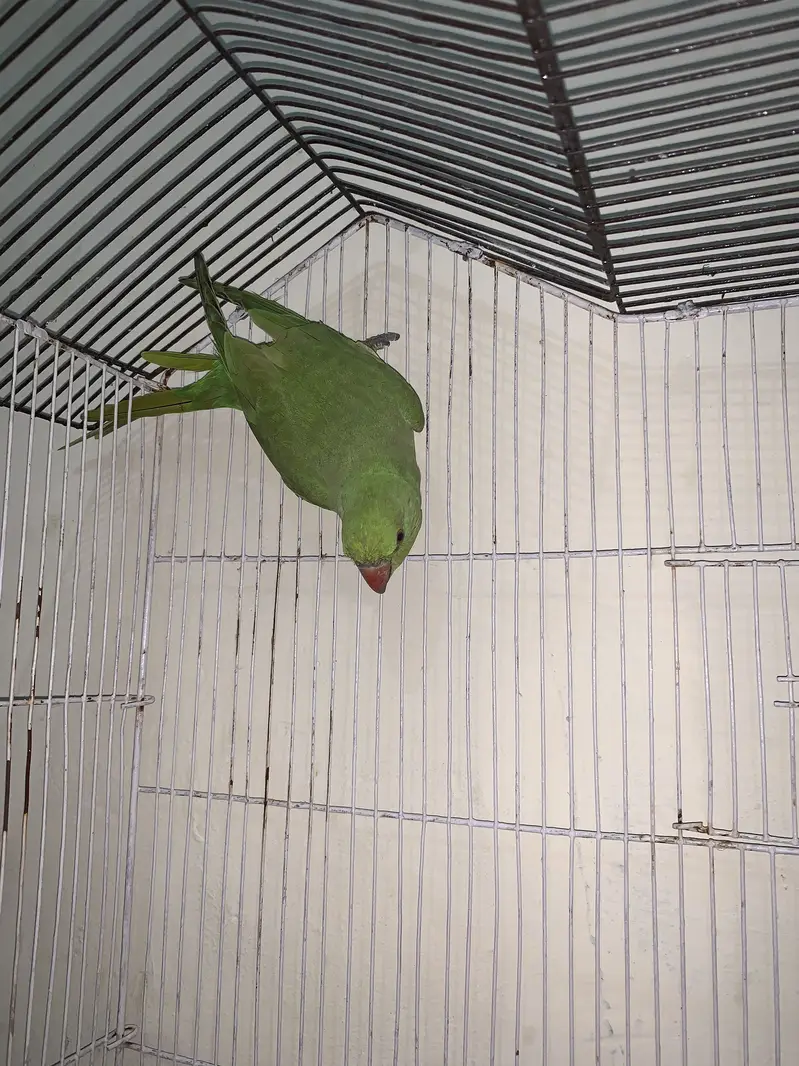 Parrot female hay urgent sale hay 03239944153 — photo 3