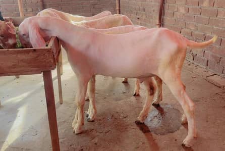 Bakra for sale white eyes Ranjanpuri breed