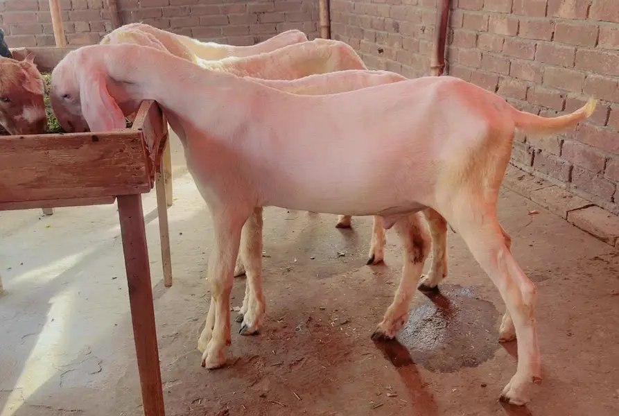 Bakra for sale white eyes Ranjanpuri breed