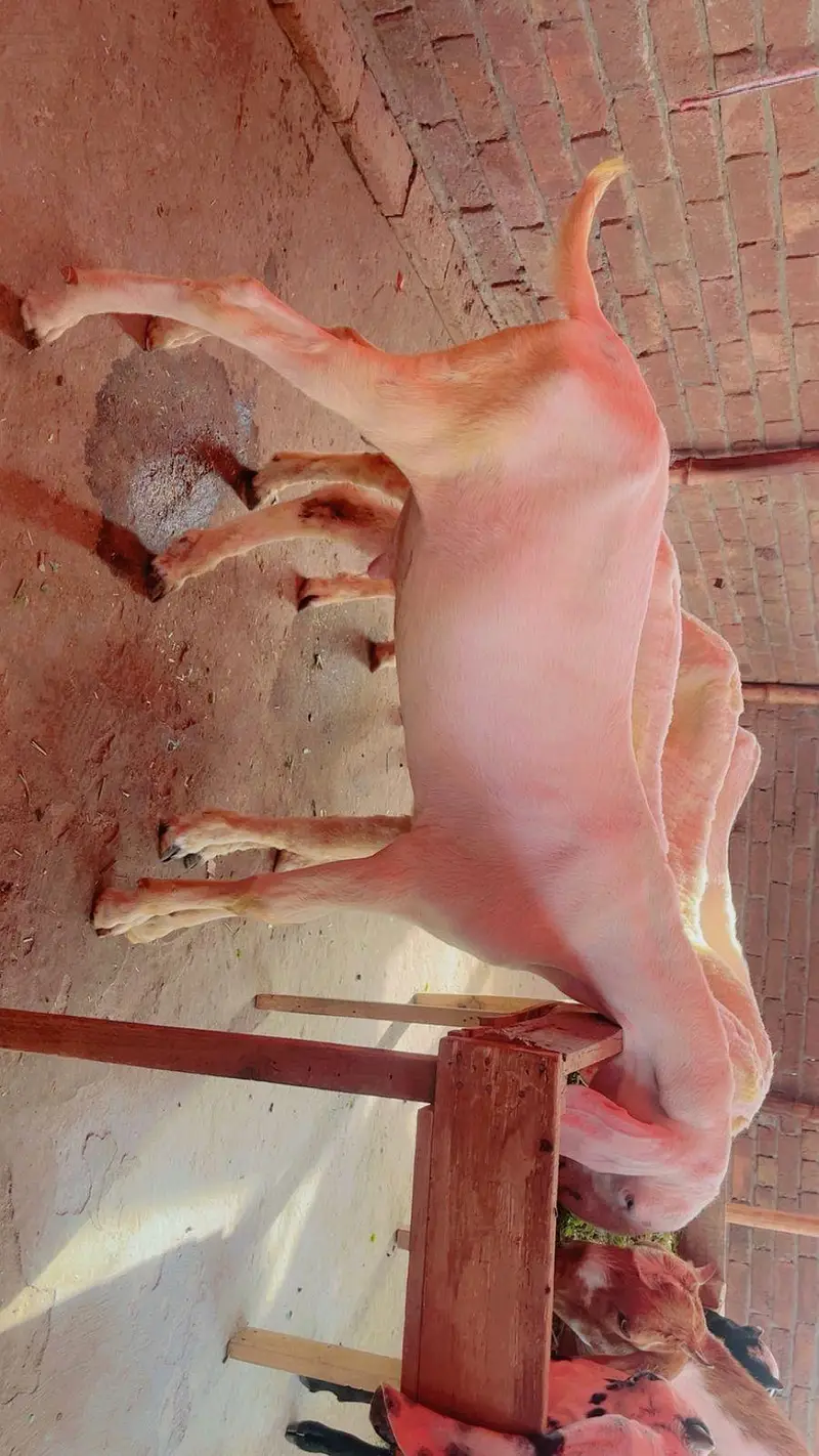 Bakra for sale white eyes Ranjanpuri breed — photo 2