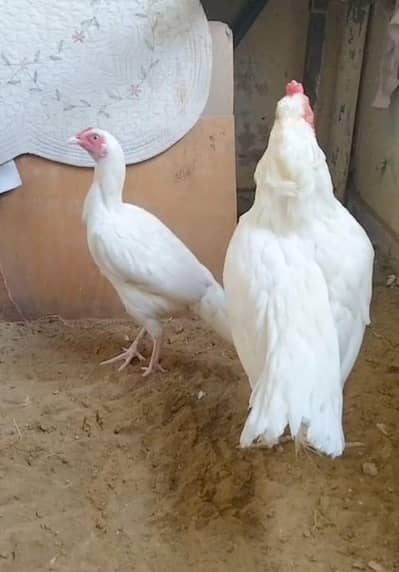 Heera trio