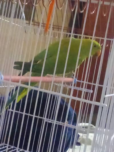 Green parrot for sale