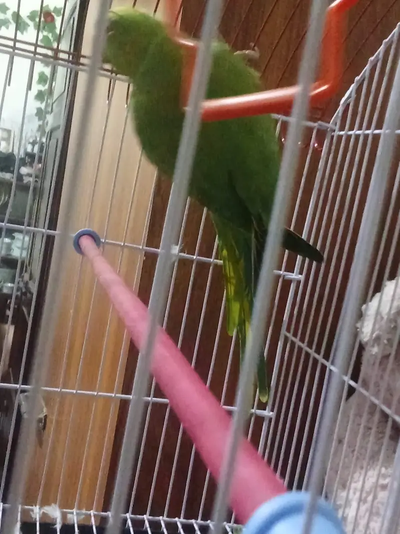 Green parrot for sale — photo 2