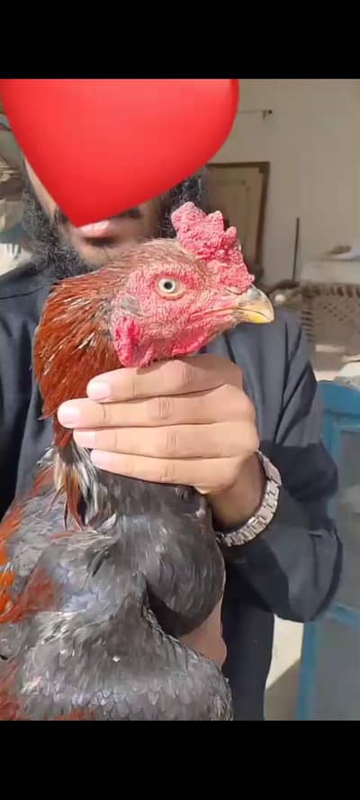 Aseel murga