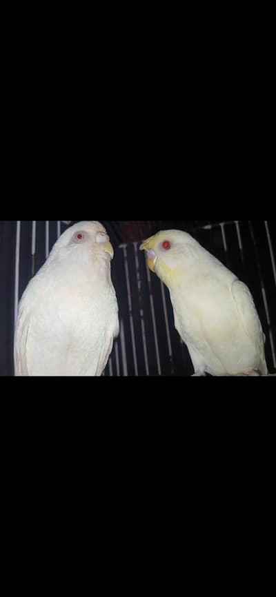budge pir