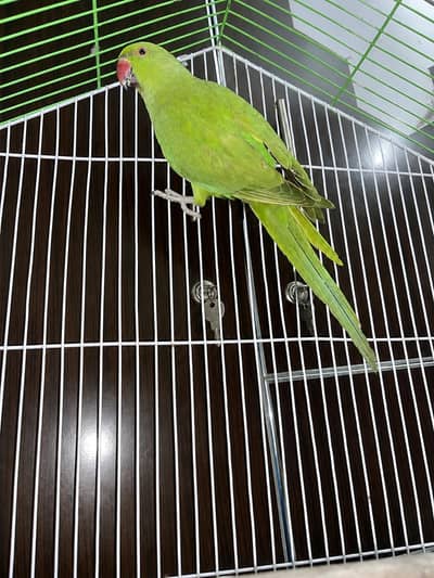 green parrot