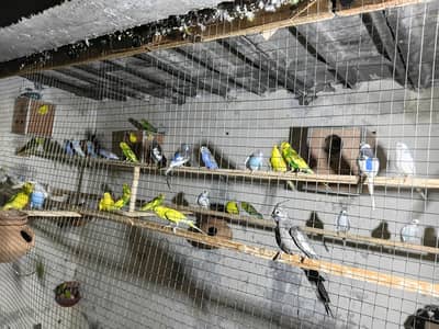 Adult budgies breeder pairs