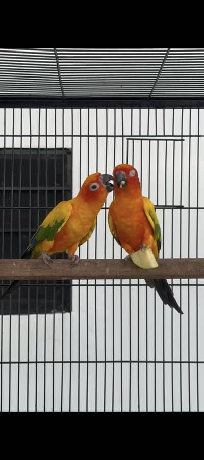 Sun conure Whatsapp: 03020069385