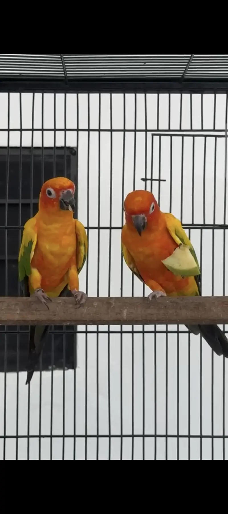 Sun conure Whatsapp: 03020069385 — photo 2