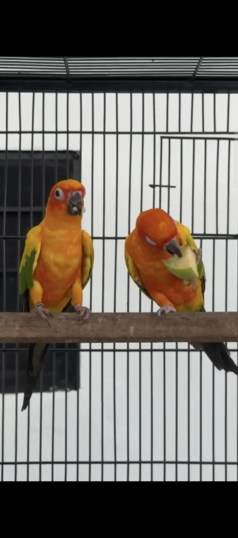 Sun conure Whatsapp: 03020069385 — photo 3