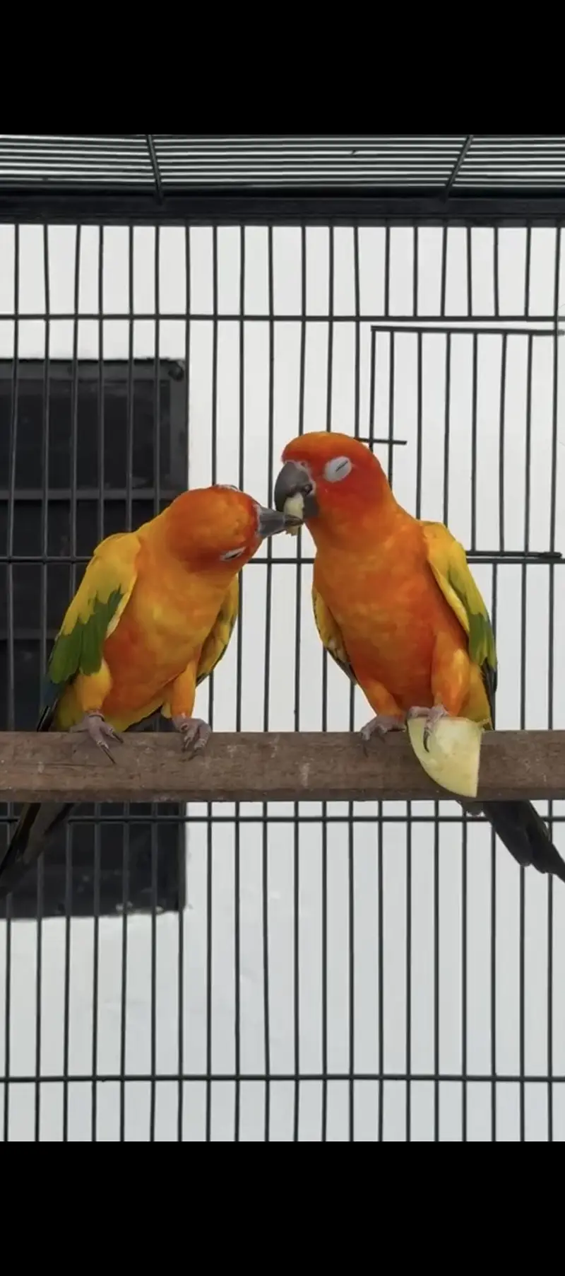 Sun conure Whatsapp: 03020069385 — photo 4