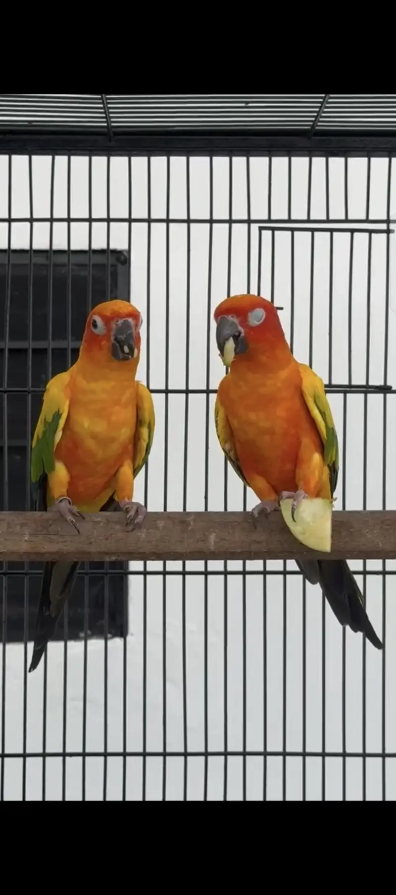 Sun conure Whatsapp: 03020069385 — photo 5
