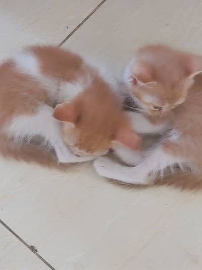 Persion mother mixed kitten