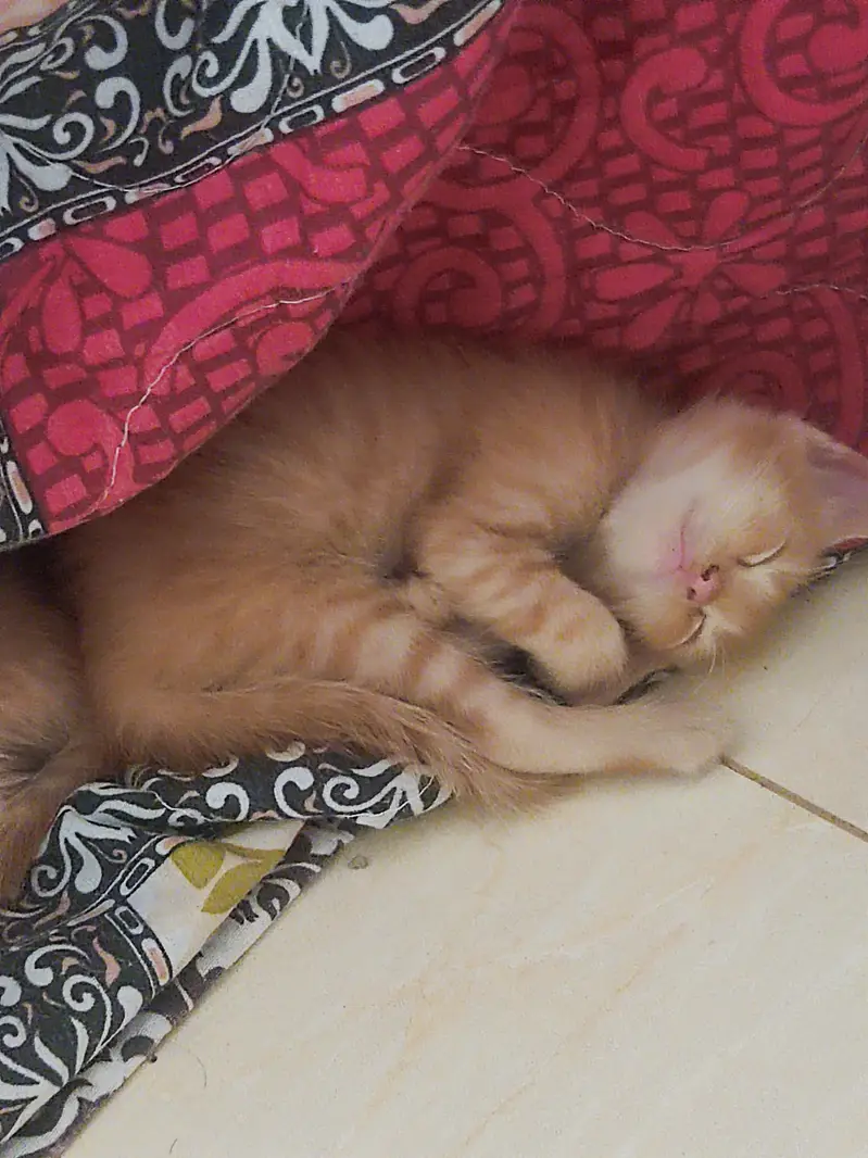 Persion mother mixed kitten — photo 2