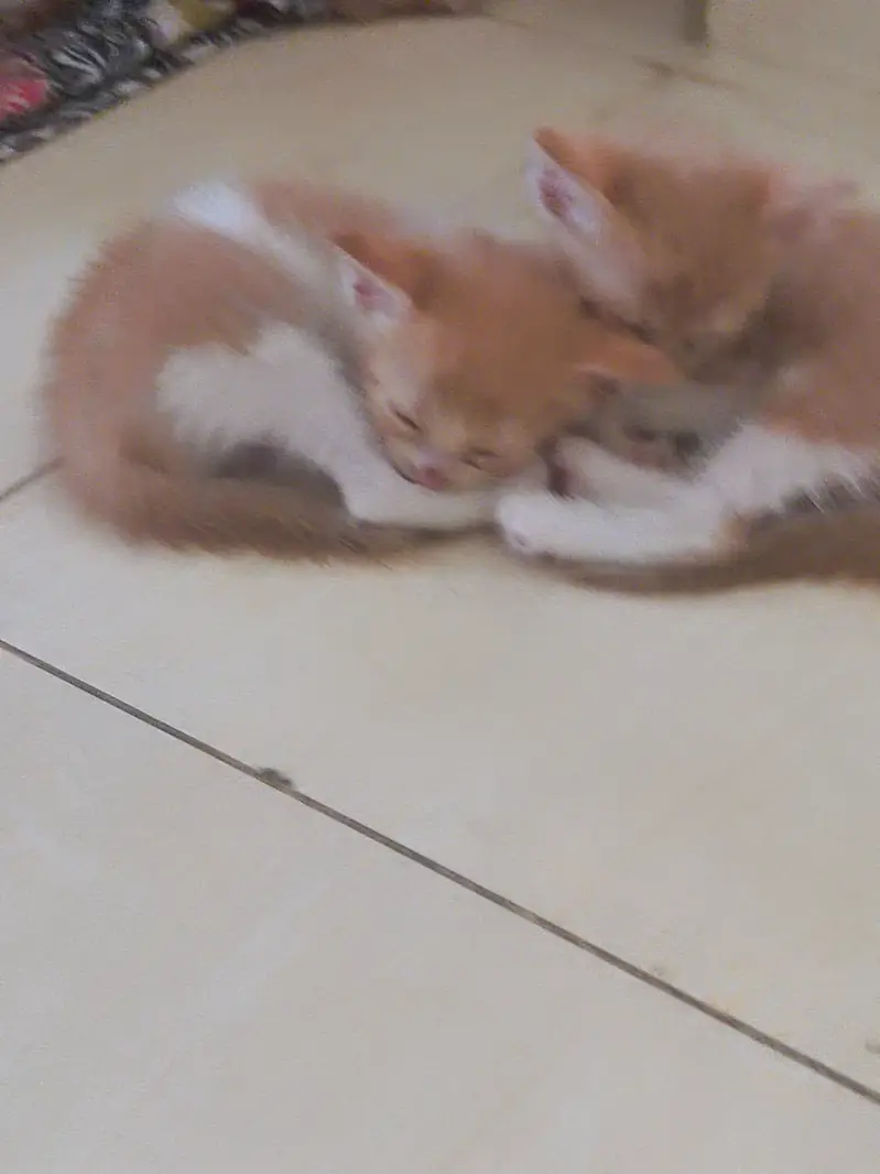 Persion mother mixed kitten — photo 3