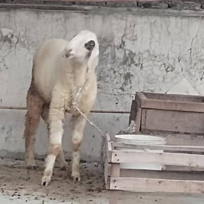 sheep bukra for sale