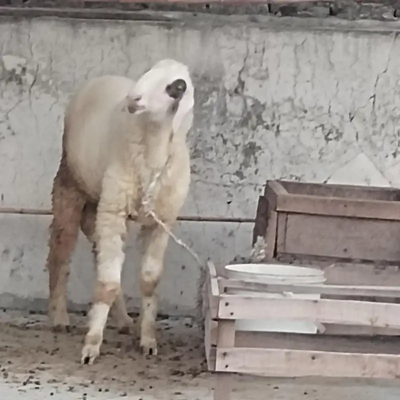 sheep bukra for sale