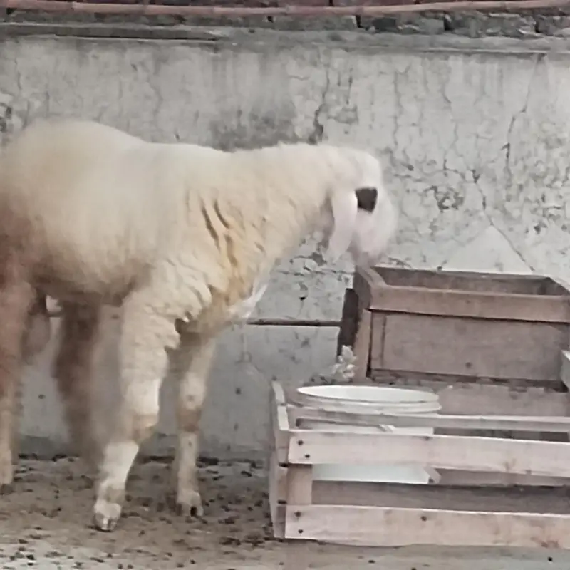 sheep bukra for sale — photo 2