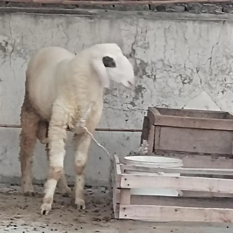 sheep bukra for sale — photo 3