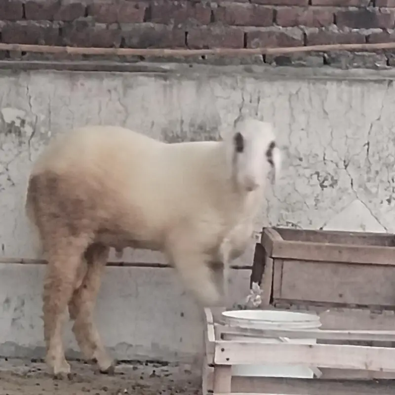 sheep bukra for sale — photo 4