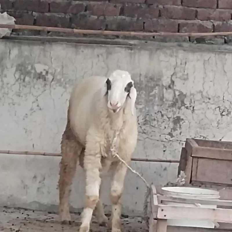 sheep bukra for sale — photo 5