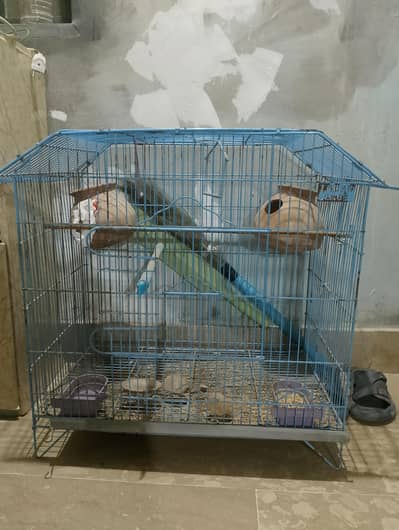 Bird Cage