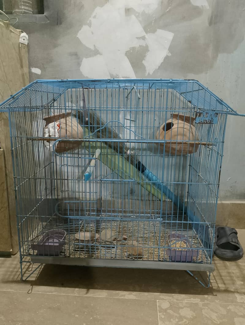 Bird Cage 0