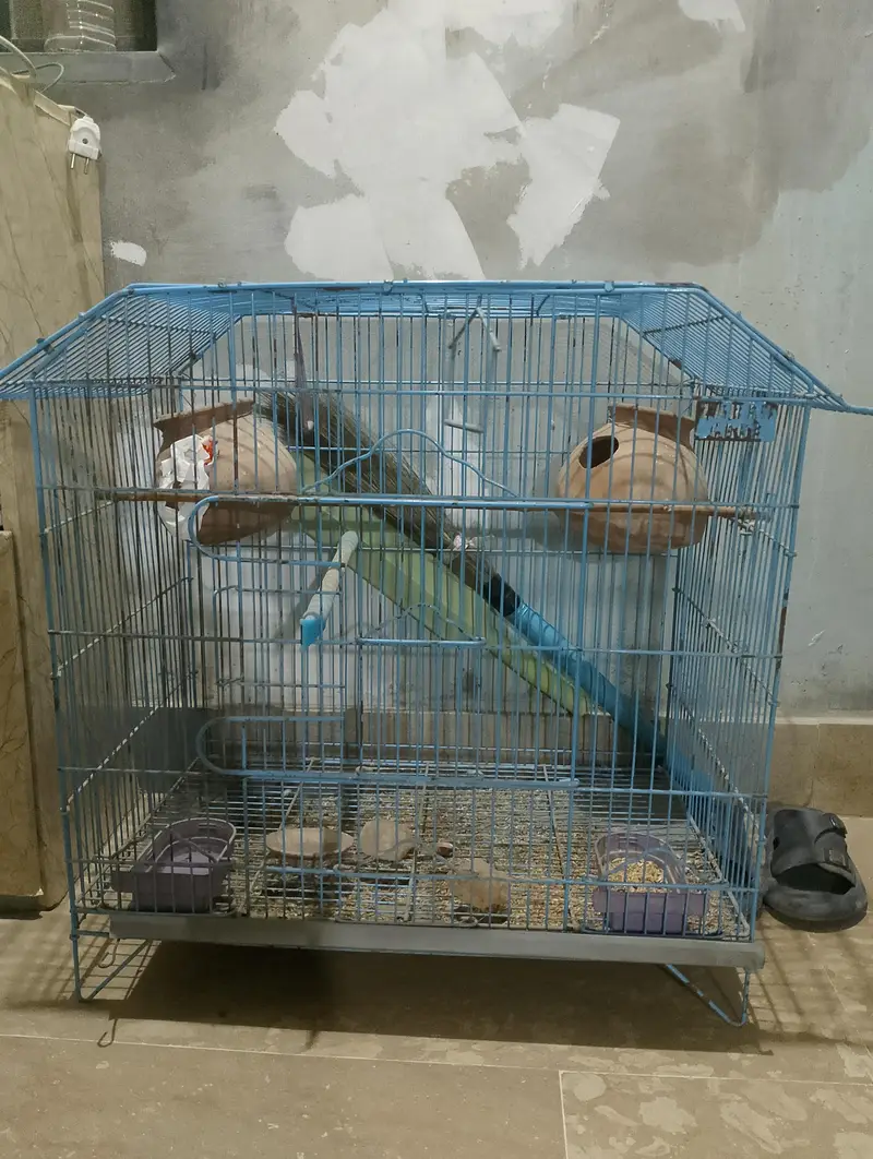 Bird Cage