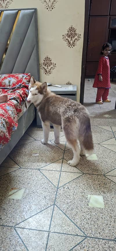 haskey dog