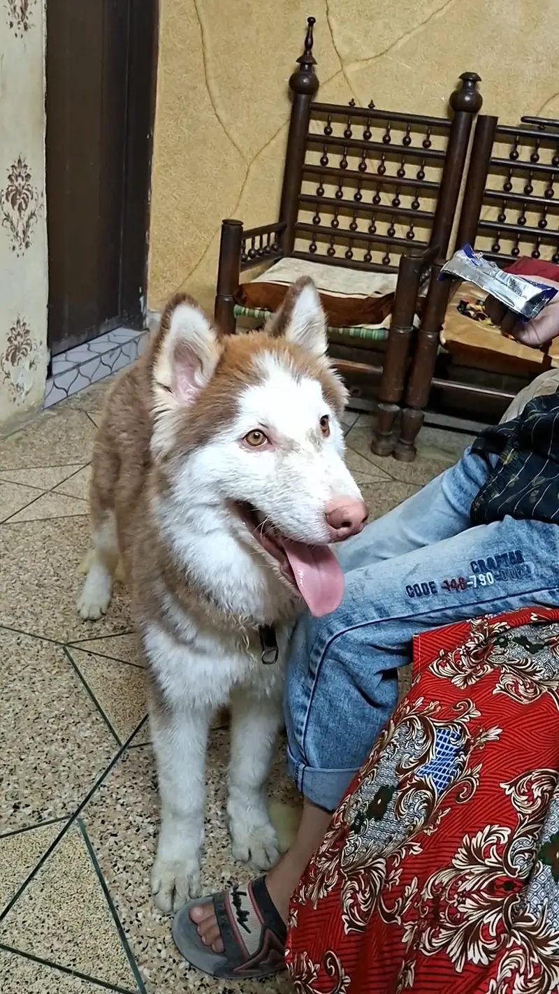 haskey dog — photo 3