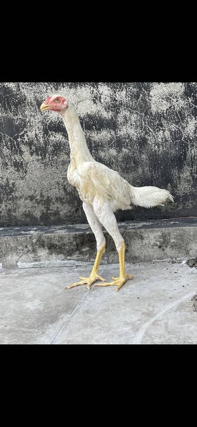 Paper white imported blood line shamo male patha