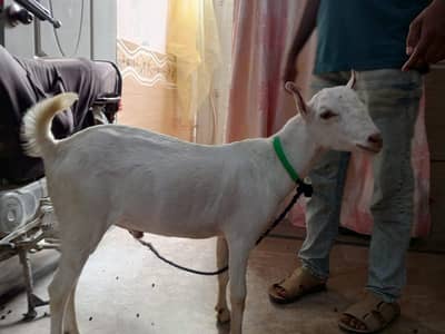 I sale my goat both pyari chez ha